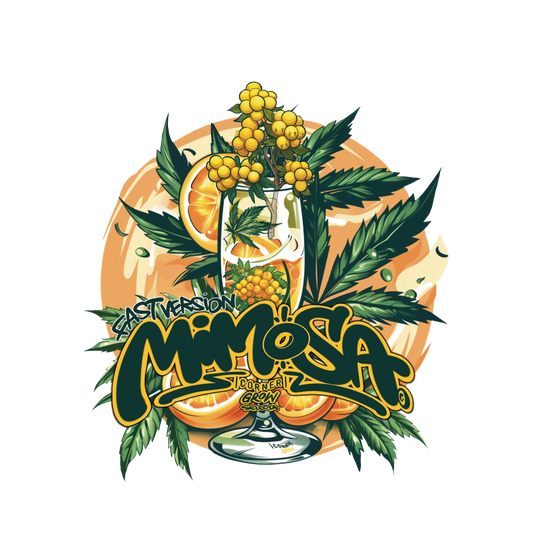 mimosa fast version pack de 5 graines féminisée à floraison rapide