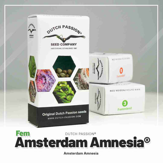 Amsterdam Amnesia féminisée (x3)