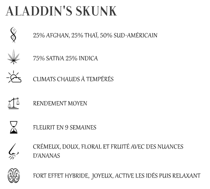 Aladdin's Skunk féminisée