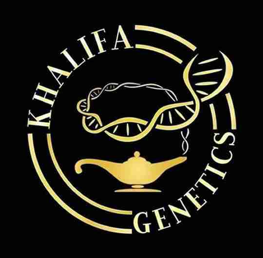 graines de collection khalifa genetics logo